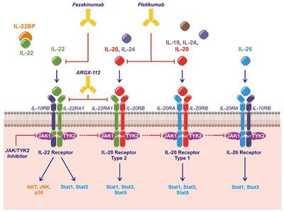 The IL-20 Cytokine Family in Rheumatoid Arthritis and Spondyloarthritis